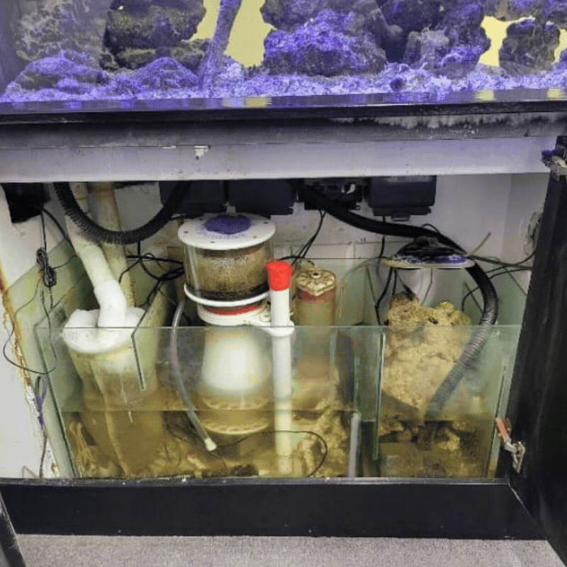 Before and after sump cleaning with improved water clarity